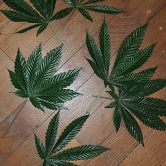 weed420-477.jpg