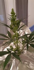 weed420-517.jpg