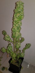 weed420-6.jpg