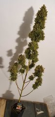 weed420-631.jpg