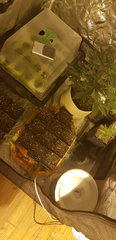 weed420-65.jpg