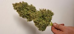 weed420-656.jpg