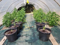 weed420.jpg