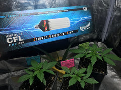 CFL J+14