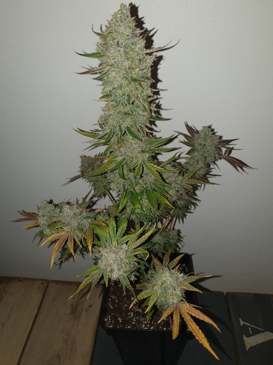 weed420-228.thumb.jpg.a75b44473e4dadc28de3e689e8a08032.jpg