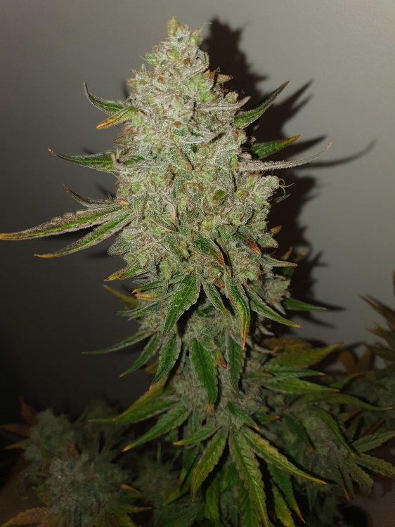 weed420-229.thumb.jpg.d4fa71904a037a437c19ac80acfc5ec0.jpg