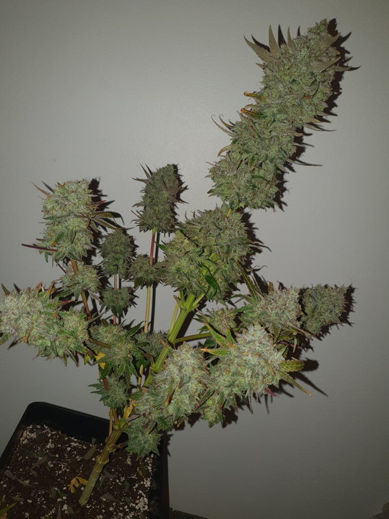 weed420-240.thumb.jpg.5a493ca9f36b576fe64f94cc1f1f5577.jpg