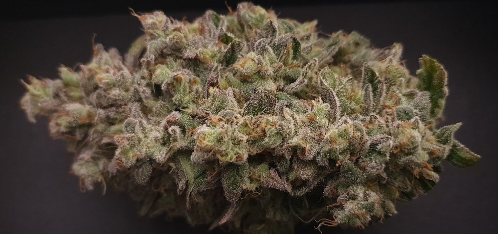 weed420-560.thumb.jpg.32f6317196cc67b37c8d5b44472bd4e1.jpg