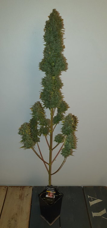 weed420-621.thumb.jpg.3a981507b727583e16efc6f3abbc256e.jpg
