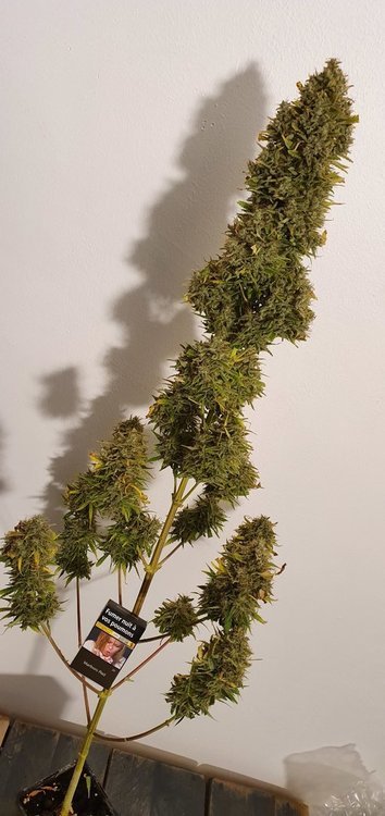 weed420-633.thumb.jpg.56fd89dc07d967824fa8d3d97f4b9ba3.jpg
