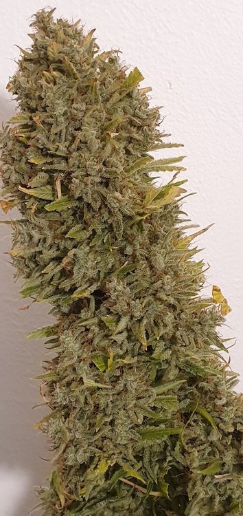 weed420-639.thumb.jpg.101f09fb4b2305d87c0db17bedfb0ceb.jpg