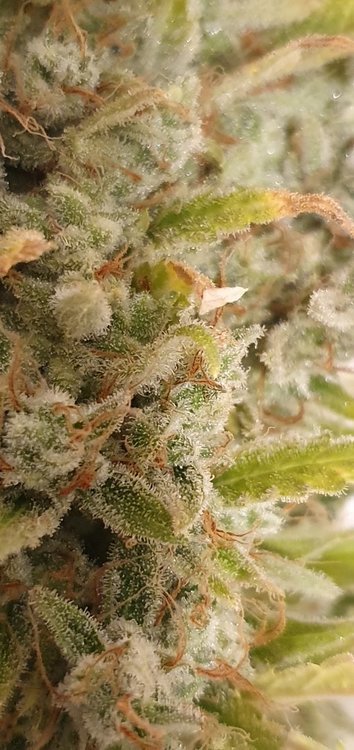 weed420-650.thumb.jpg.a5a25b3c45d24ab3a158dda23b054d1a.jpg