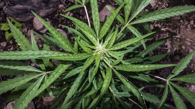Vers une légalisation du cannabis en Israel ?