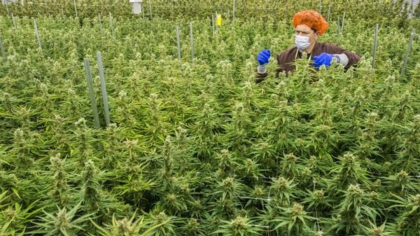 Premier bilan mitigé au Canada après dix mois de légalisation du cannabis