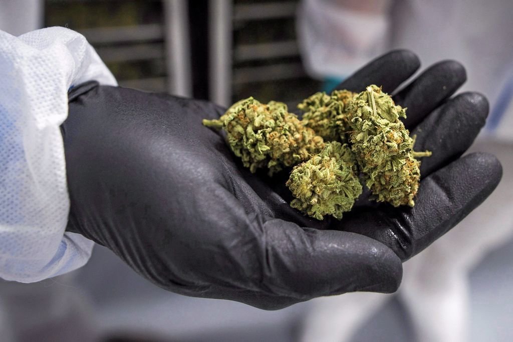 Canada - Le cannabis légal 80% plus cher que le pot illégal