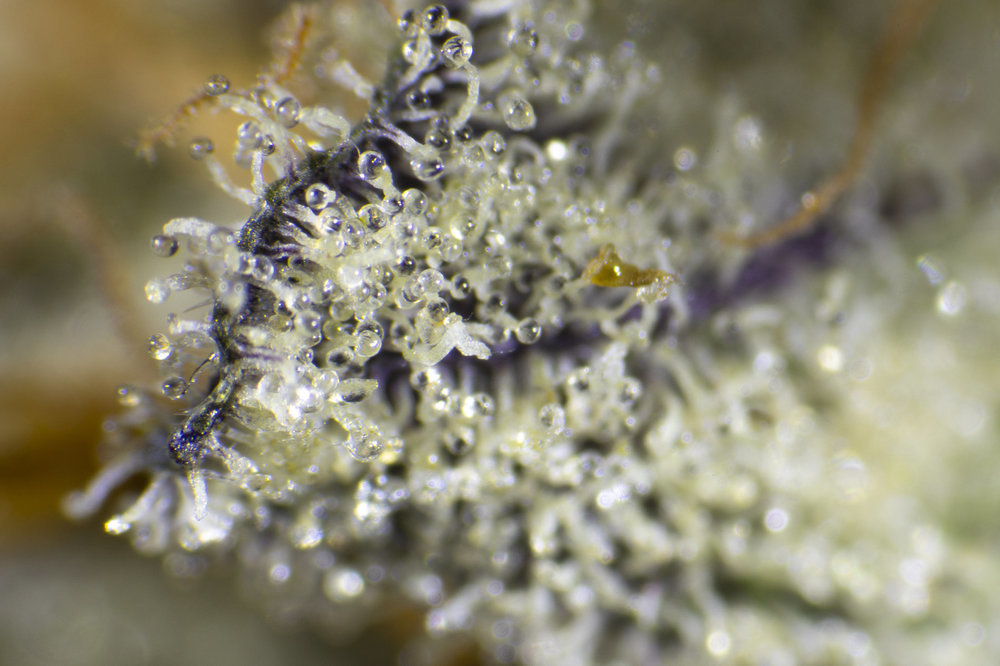 Kie Lime Pie Spannabis 2020 (Sesión 2) Micro_0002.JPG