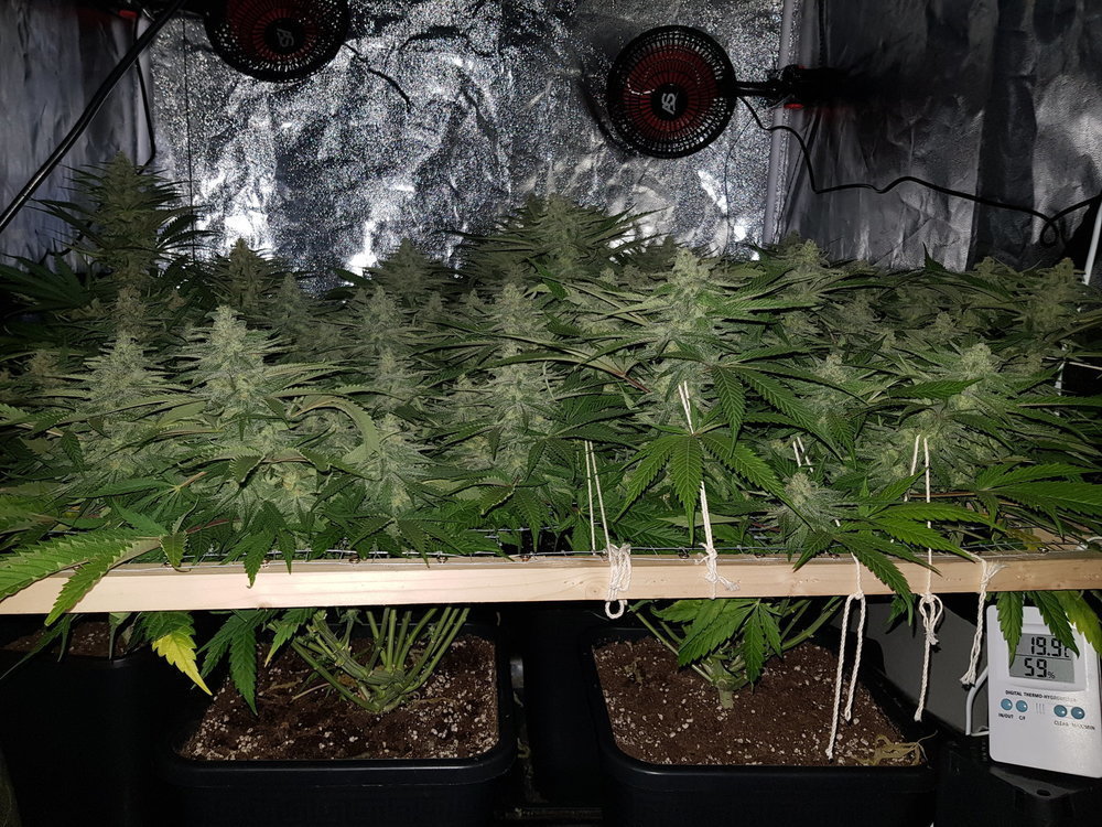 1819578643_BreizhGrow.jpg.61af0d5788338bb97fea6a3f2d8e21c2.jpg
