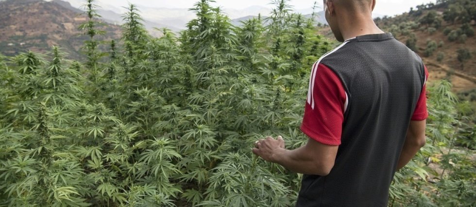 Au Maroc, le cannabis "terroir" supplanté par les hybrides