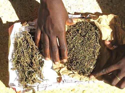 Légaliser le cannabis en Afrique : bon pour les agriculteurs et pour les caisses publiques
