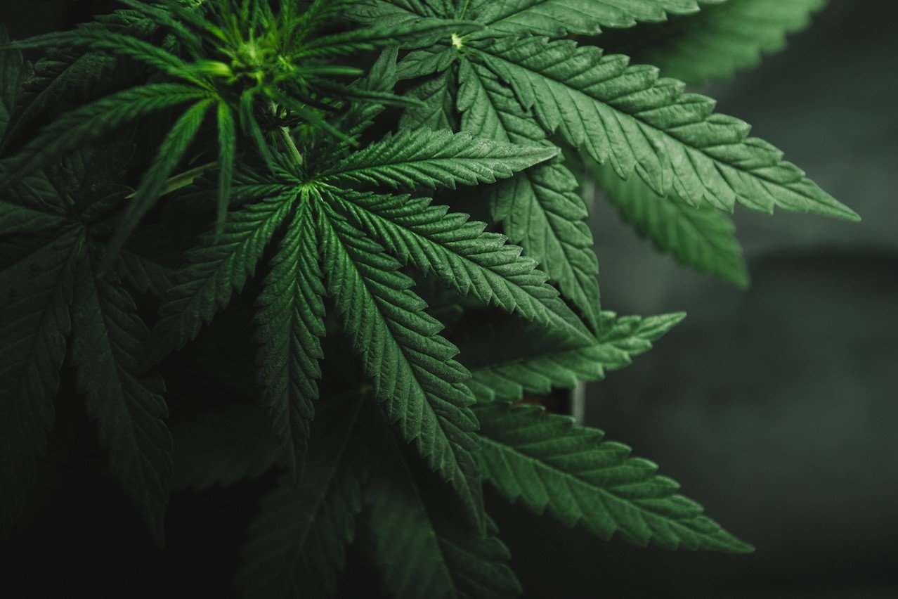 Luxembourg - Casse-tête juridique pour légaliser le cannabis récréatif