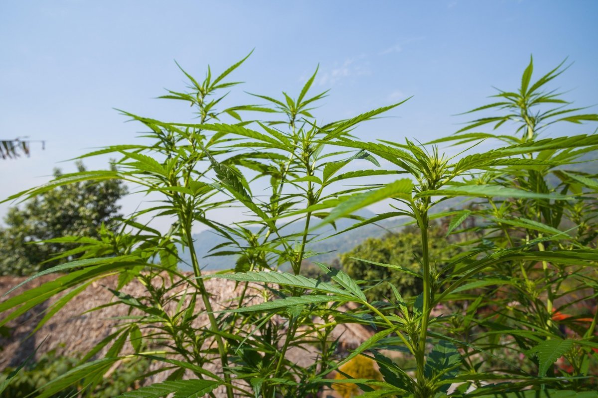 La Thaïlande pourrait autoriser six plants de cannabis par ménage