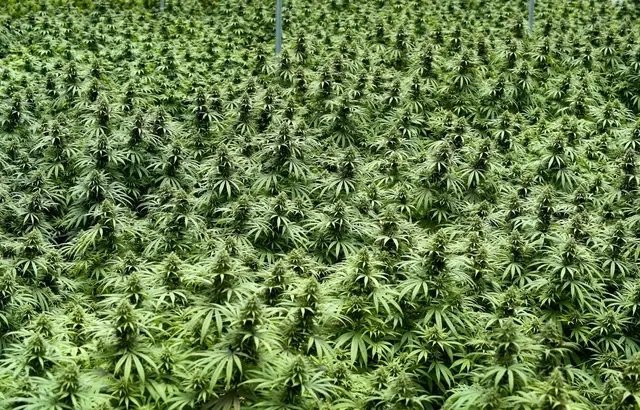 L’Illinois devient le 11e Etat à légaliser la consommation récréative de marijuana