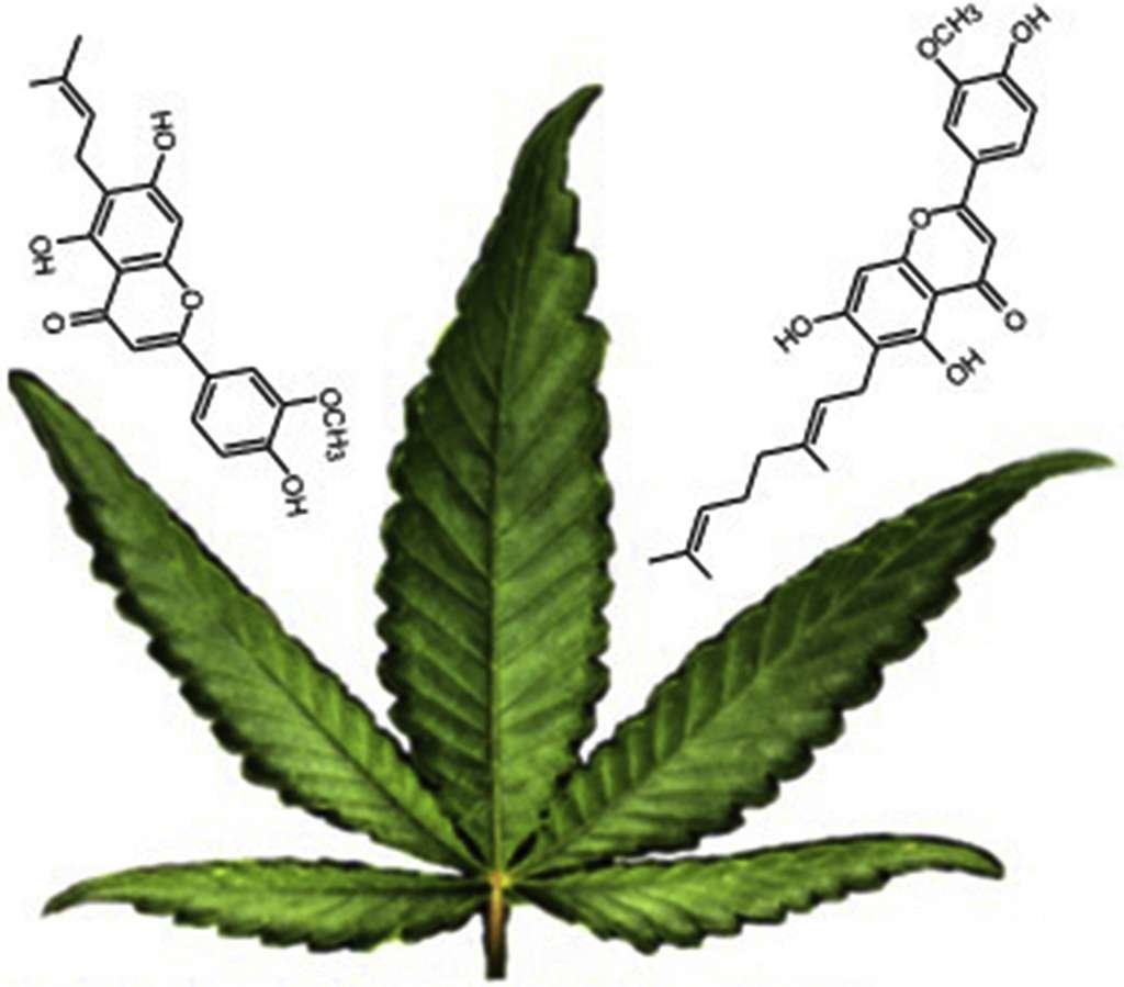 Le cannabis renferme des antidouleurs 30 fois plus puissants que l'aspirine