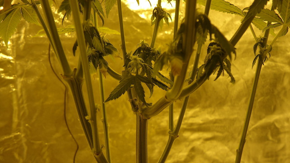 DSC05346.thumb.JPG.6d9e97abb1e3789b7f32aa4b6791b12f.JPG