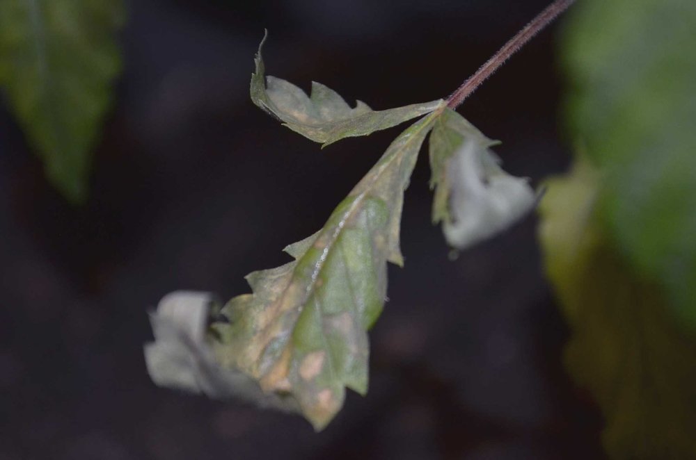 DSC_0015.thumb.jpg.27f32fc248a4e5fa9b8e36a37b314783.jpg