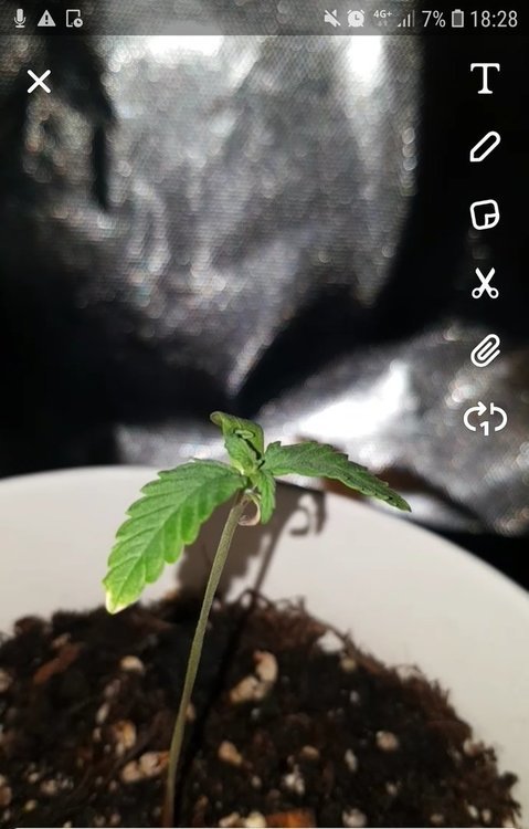 Screenshot_20200217-184527_Gallery.jpg