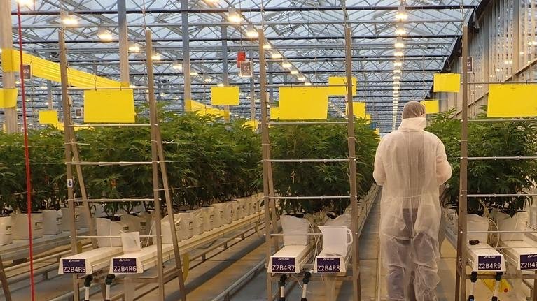Multinationales contre agriculteurs français: qui va gagner la bataille du cannabis thérapeutique?