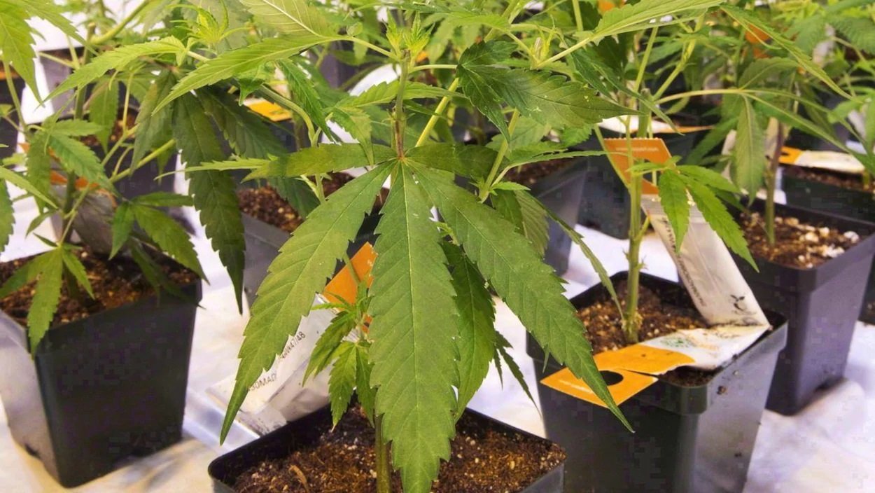 Un tribunal invalide l'interdiction de la culture du cannabis