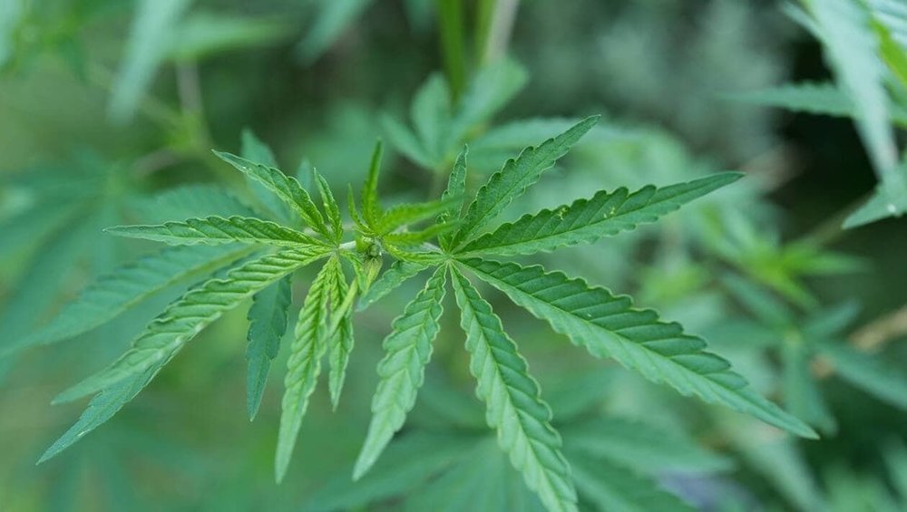 Cannabis. Le secrétaire d’État Gabriel Attal « favorable » à un débat autour de la légalisation