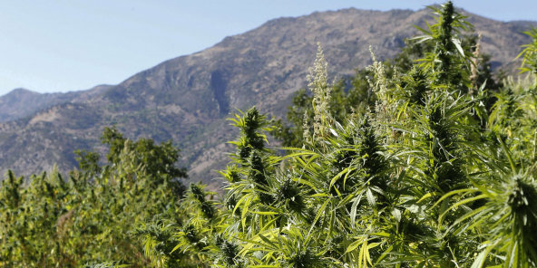 Maroc : le débat sur la légalisation de la production de cannabis relancé