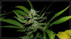 FLO+50 UK CHEESE#2 bud.JPG