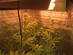 PouF Flo+21 Cro+46 Sativa