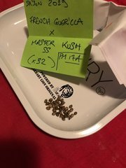 MAQUISARDE x MASTER KUSH