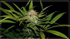 FLO+50 NL#5 HAZE bud .JPG