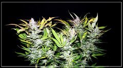 FLO+50 UK CHEESE#1.JPG