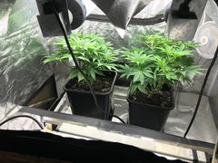 J+45 PiF PaF au max 350W CFL croissance.
