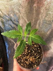 MAQUISARDE x KUSH Cro+2 Flo+4