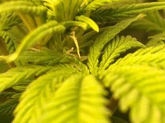 J+59 PiF Flo+10 LED