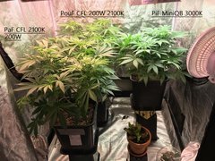 J+53 PiF PaF PouF Flo +4-7