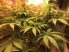 PiF F+14 indica pawa