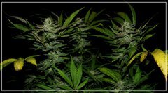 FLO+50 UK CHEESE#2.JPG