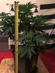 J+54 Flo +5 PaF 35cm