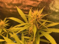 PouF Bud Flo+21