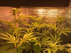 PouF F+17 Sativa pawa