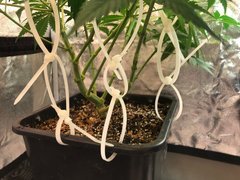 J+56 F+7 C+49 PAF CFL200W2100K