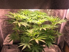 J+2 Flo PouF (J+46 Cro)